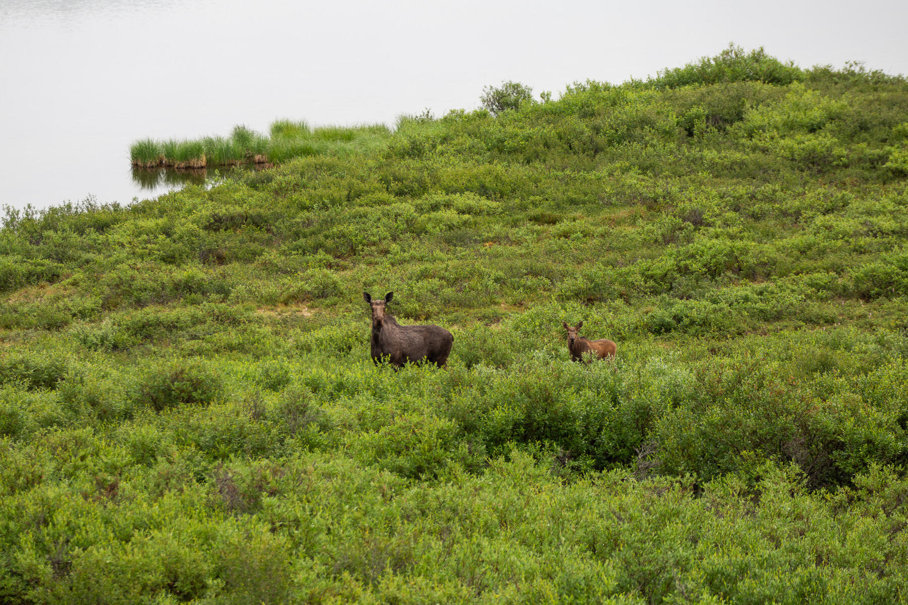 Moose 1