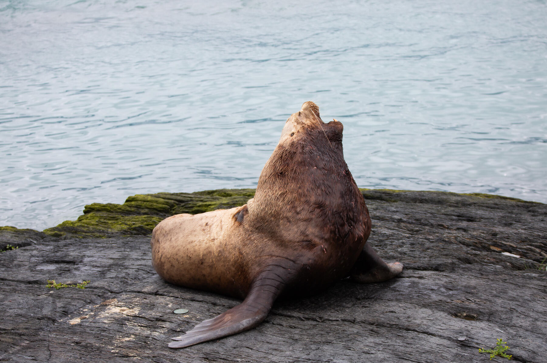 Seelöwe 1