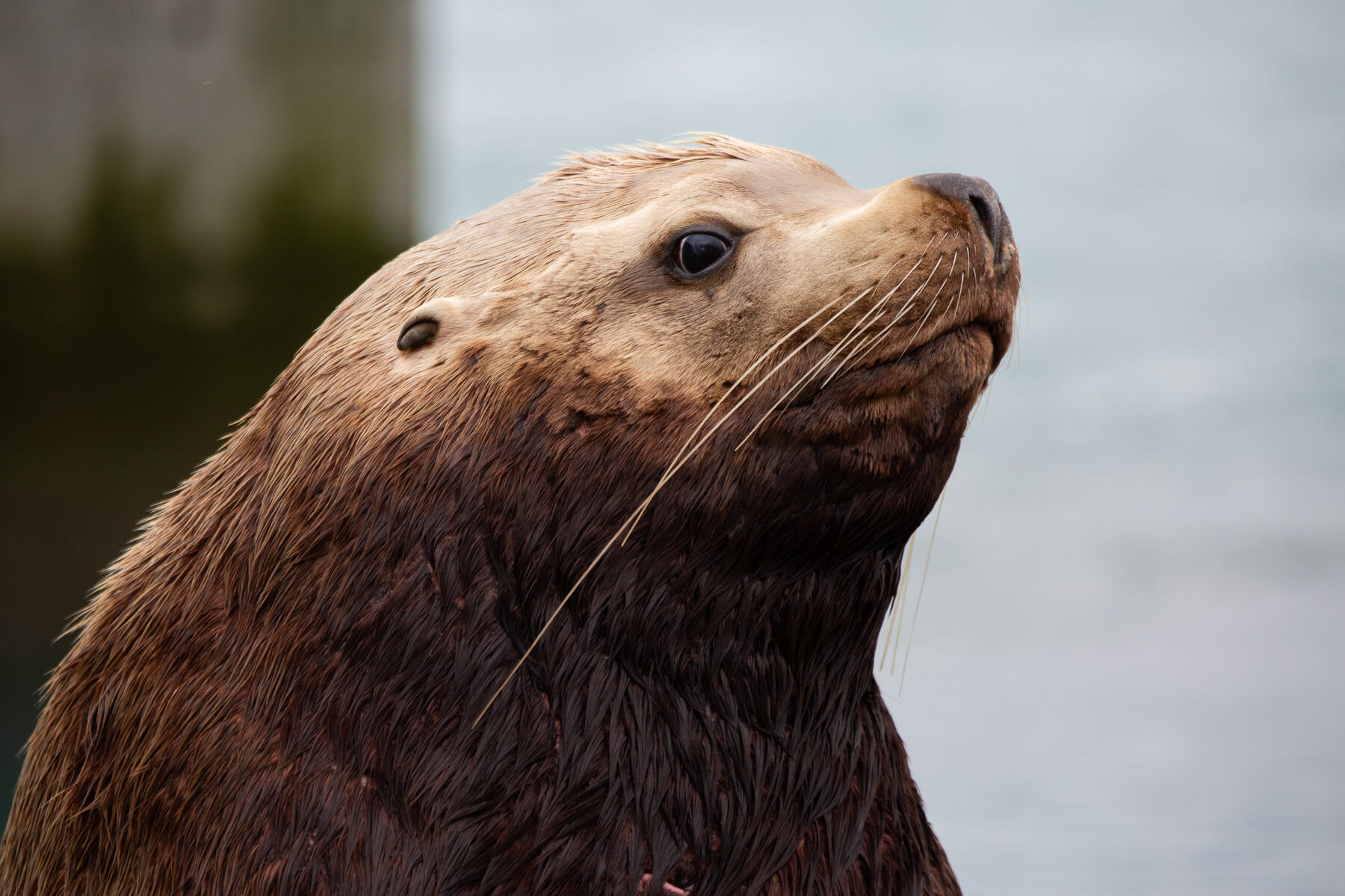 Seelöwe 2