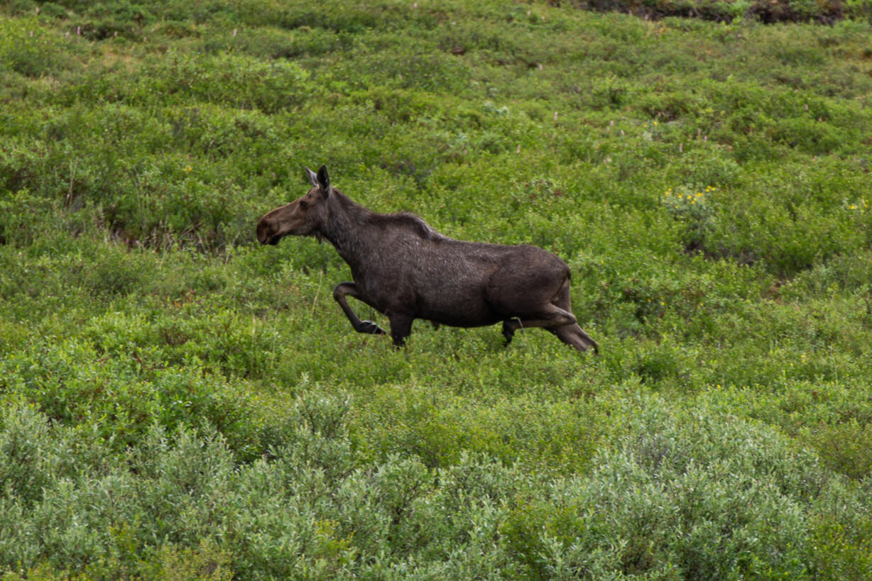 Moose 2