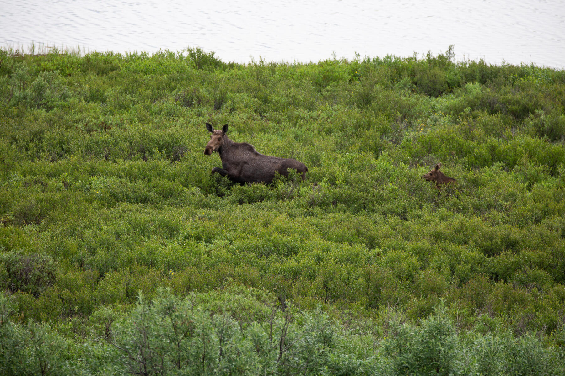 Moose 3