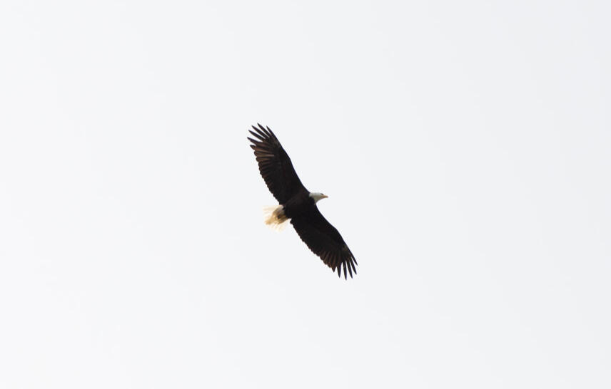 Bild Adler