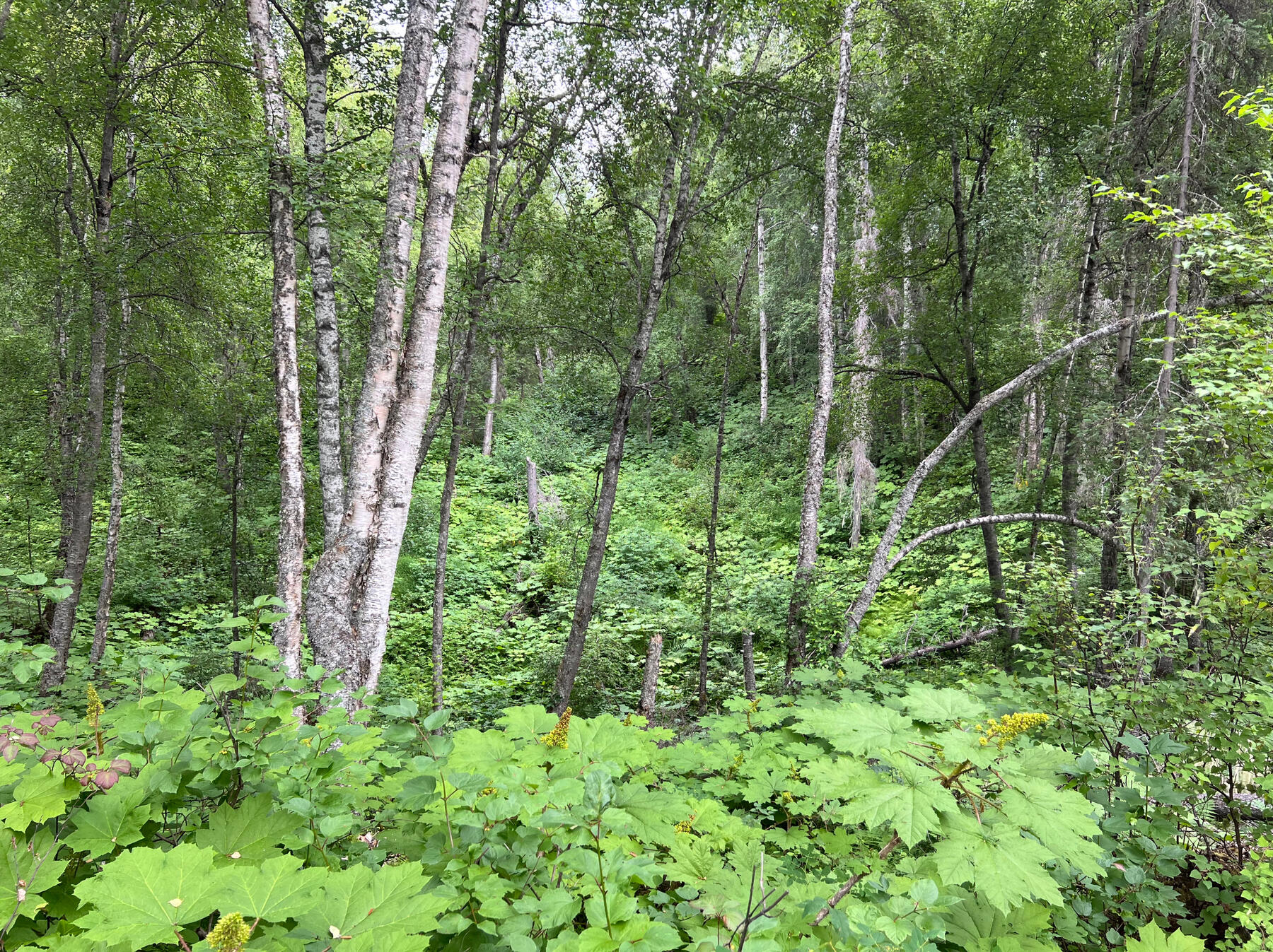 Urwald 1