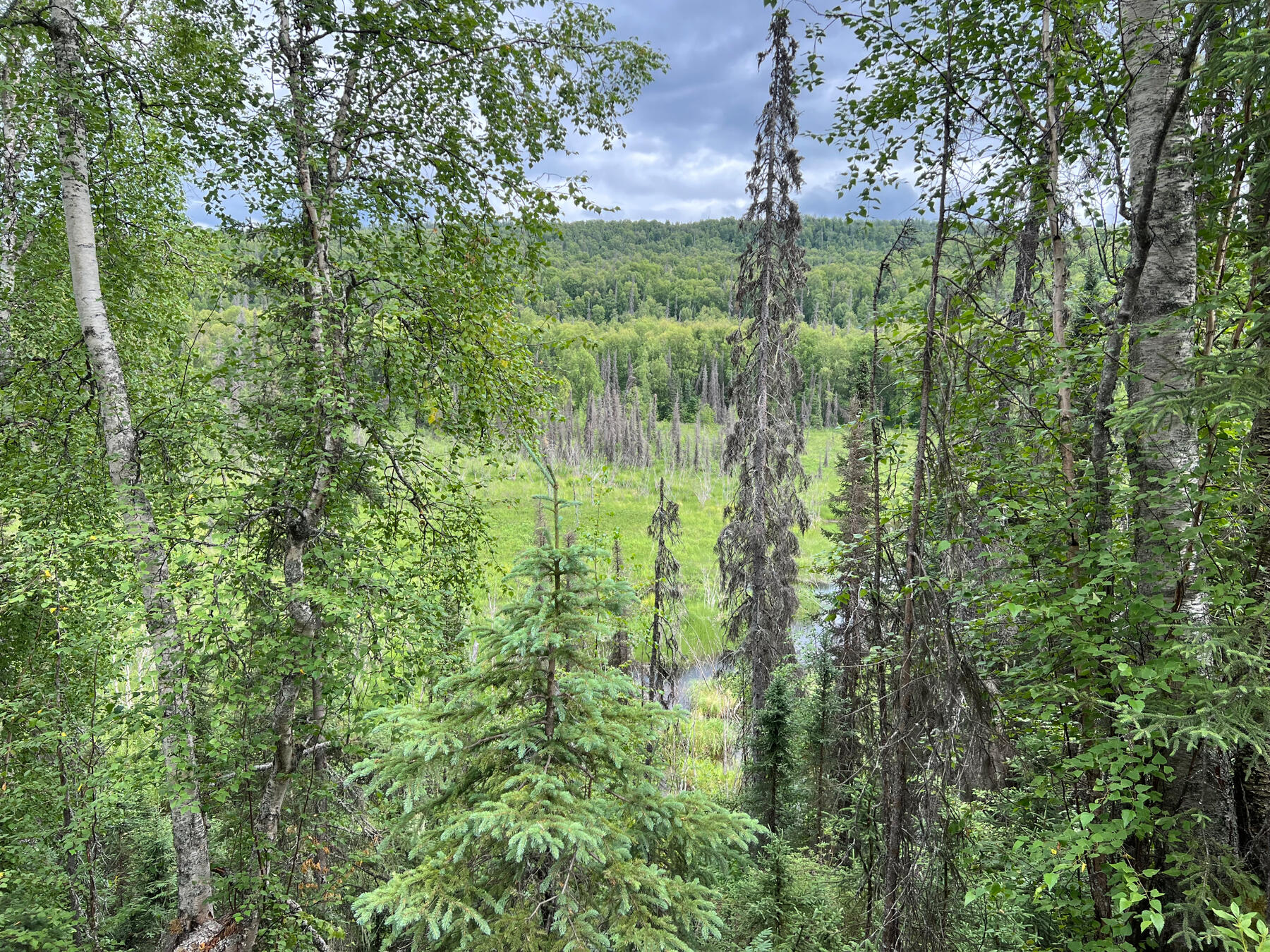 Urwald 2