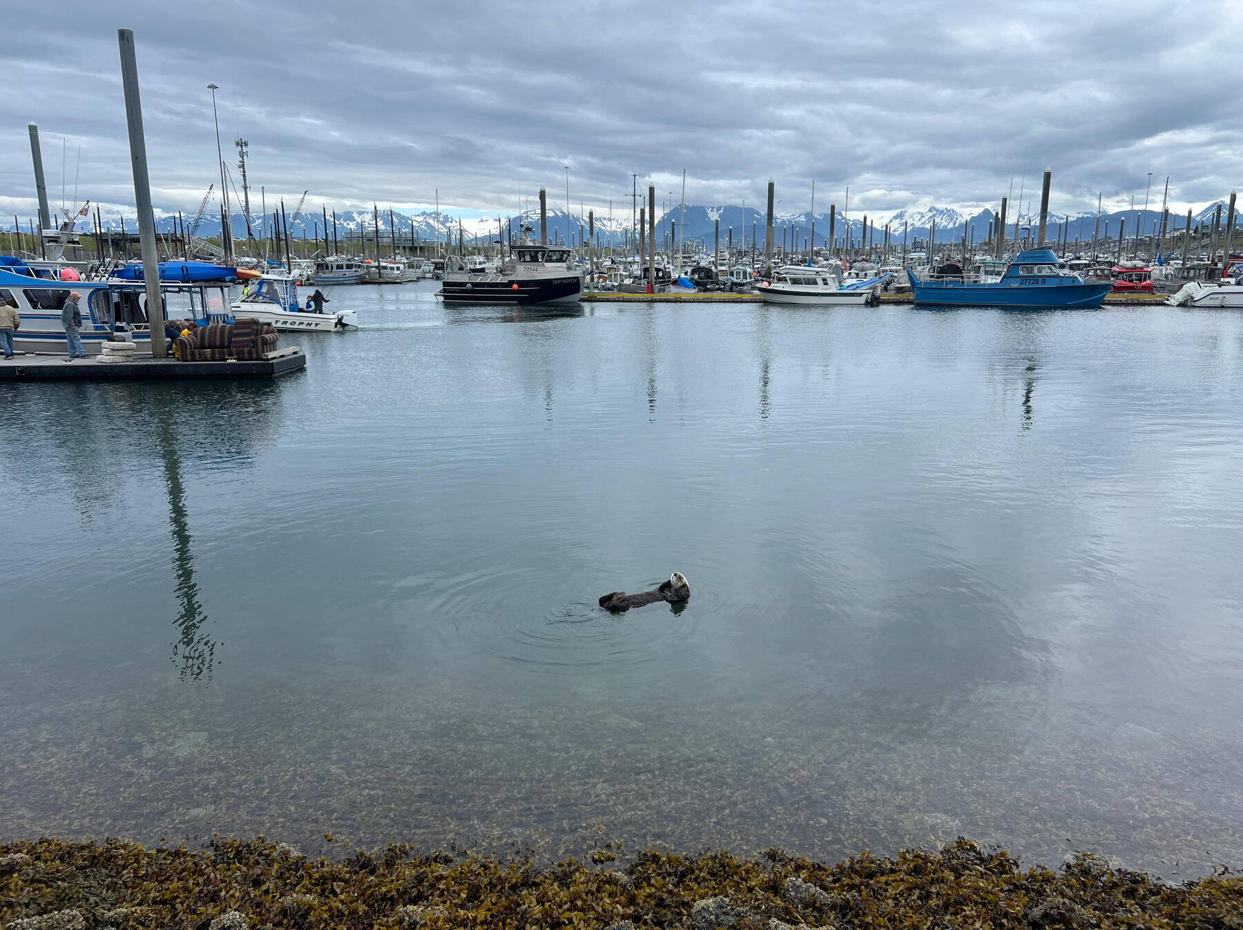 Otter 1