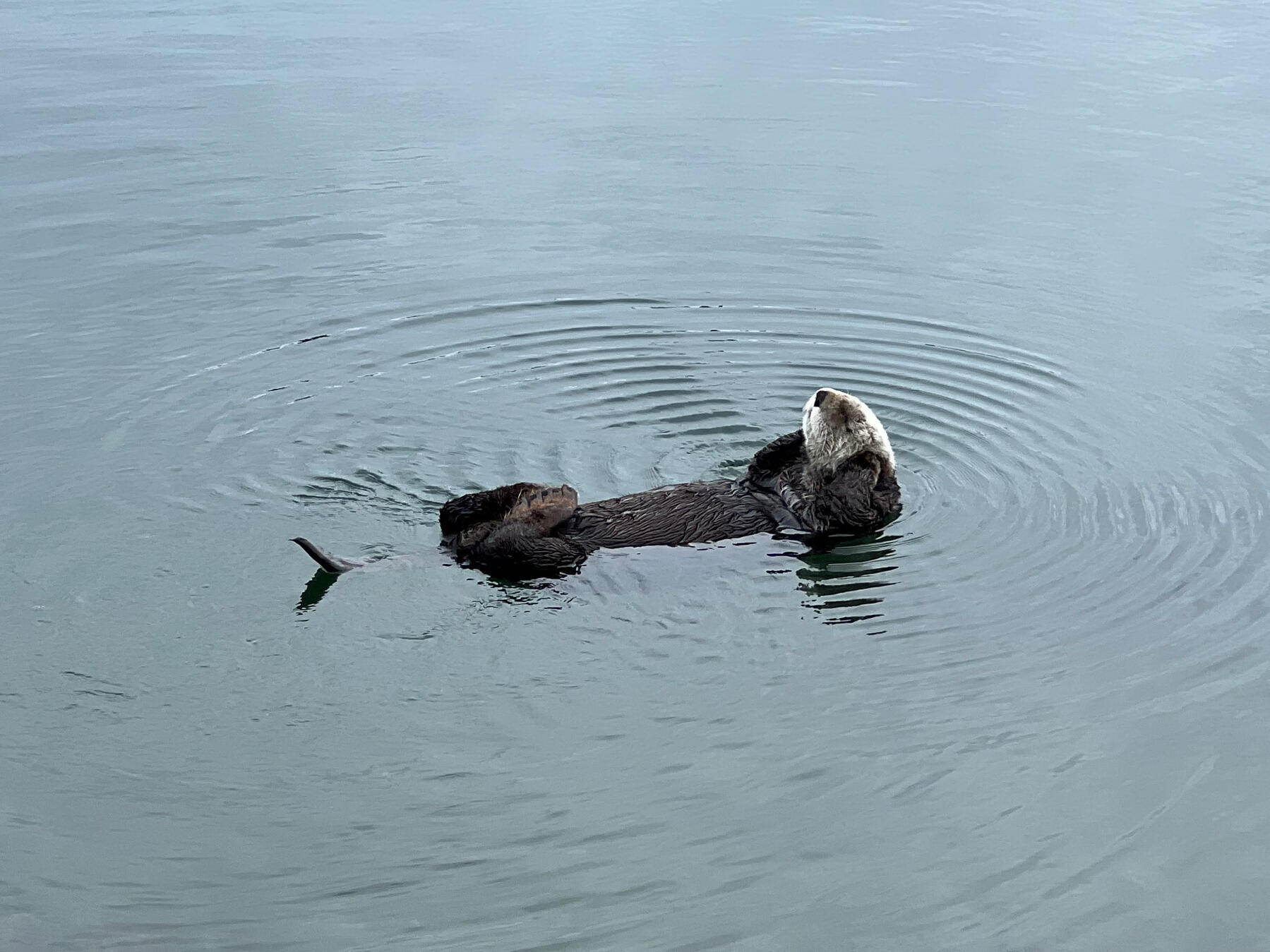 Otter 2
