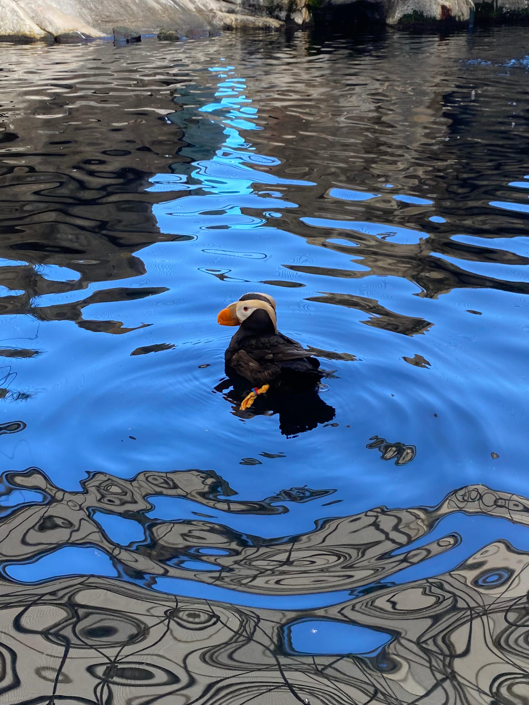 Puffin
