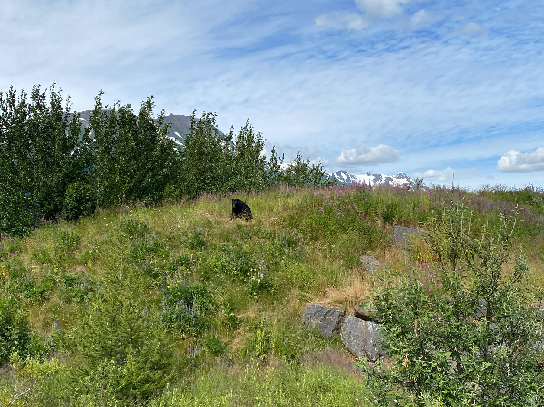 Bär 1