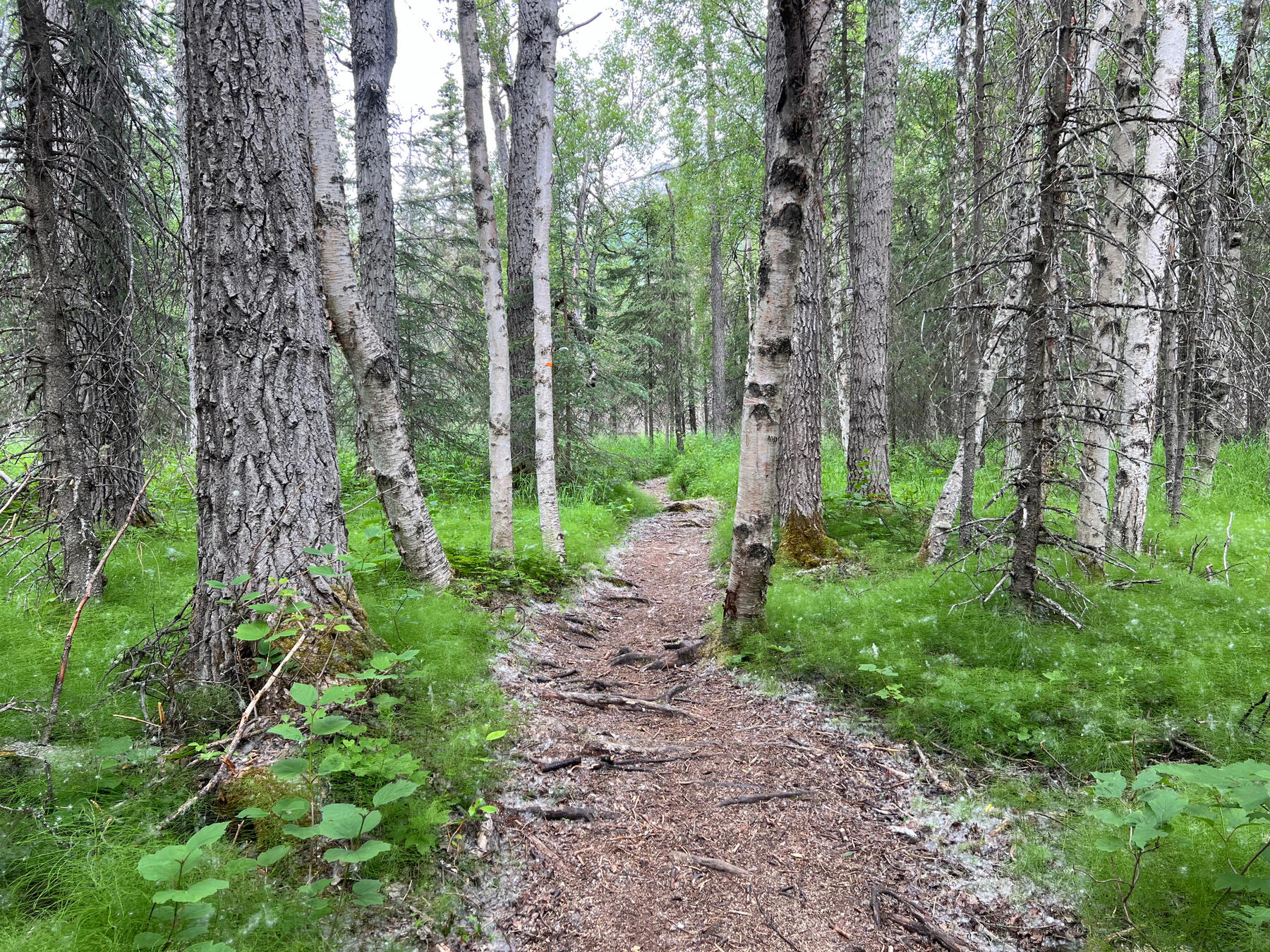 Wald