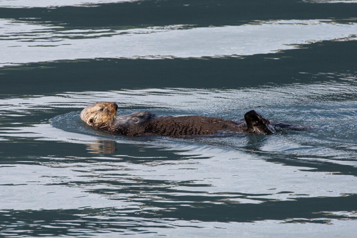 Otter