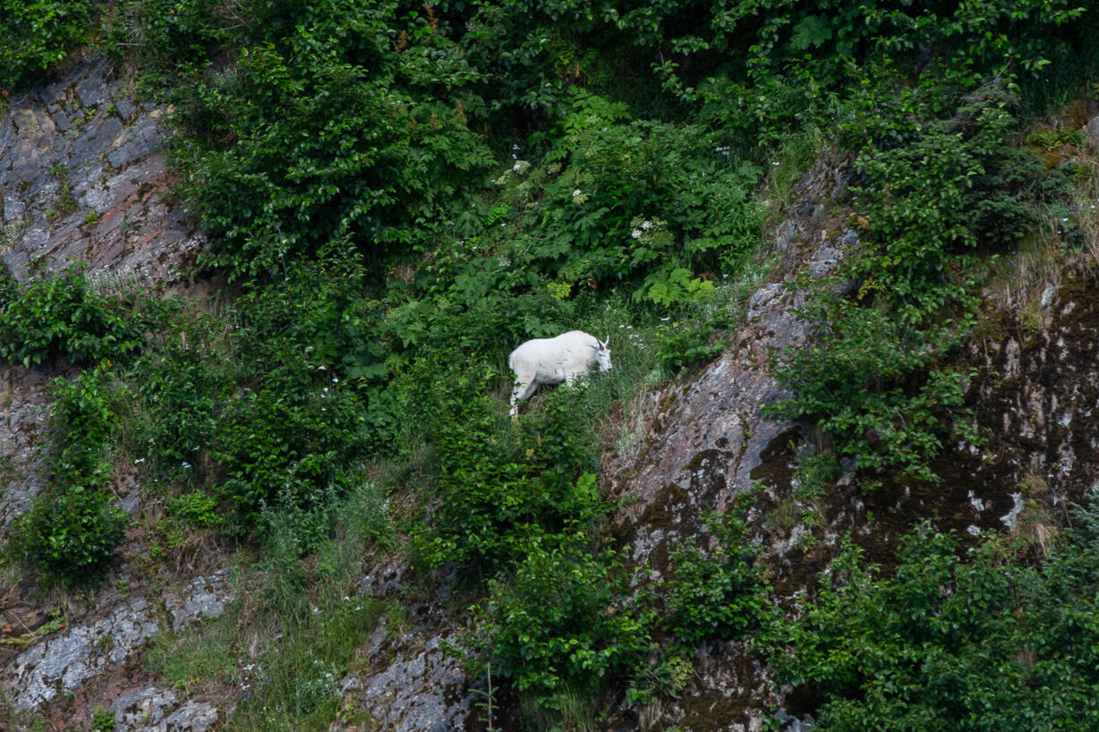 Mountain Goat