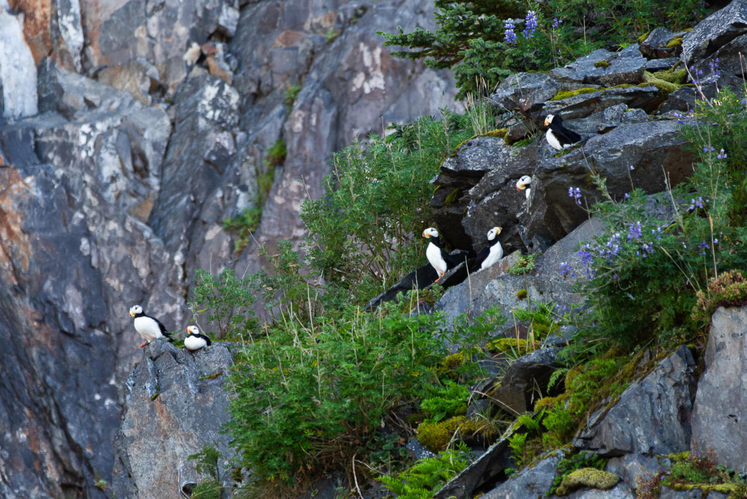 Puffins