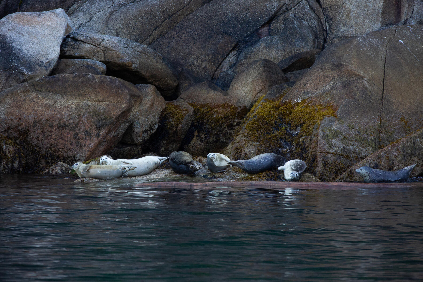 Seals