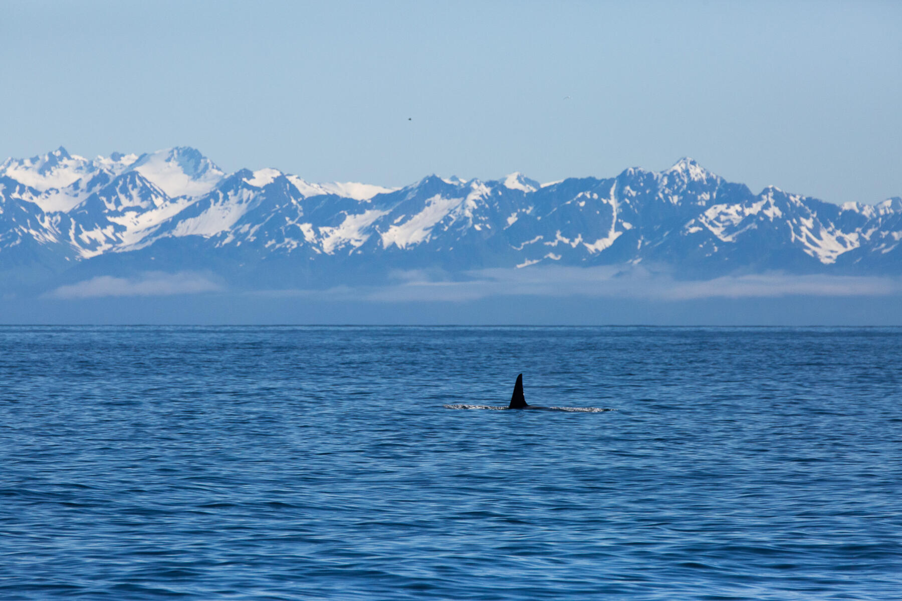 Orca