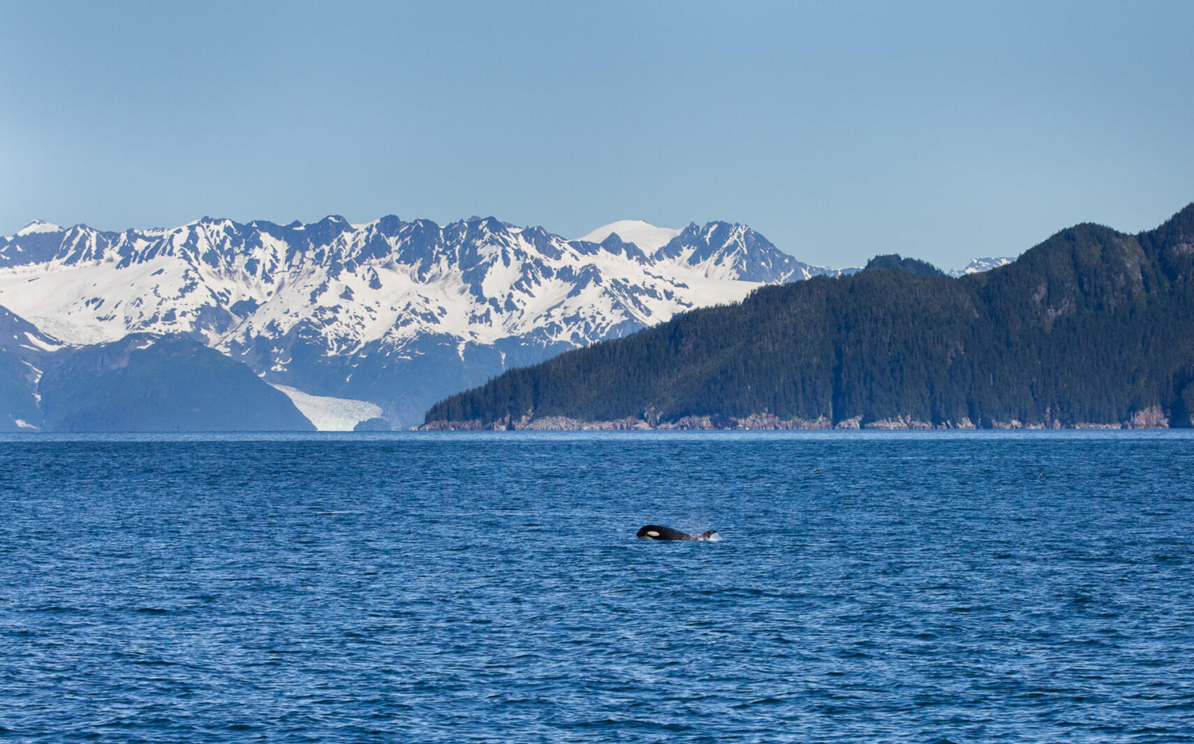 Orca