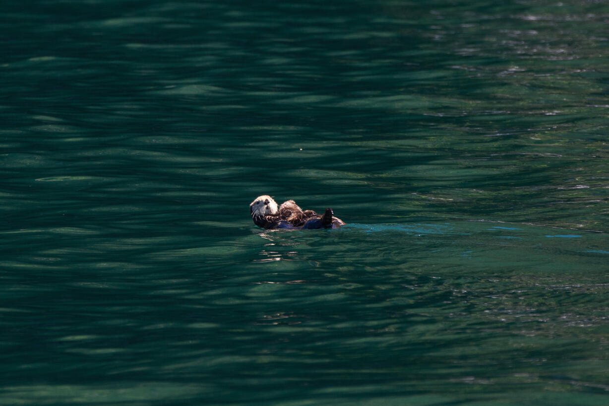 Ottermama mit Pub