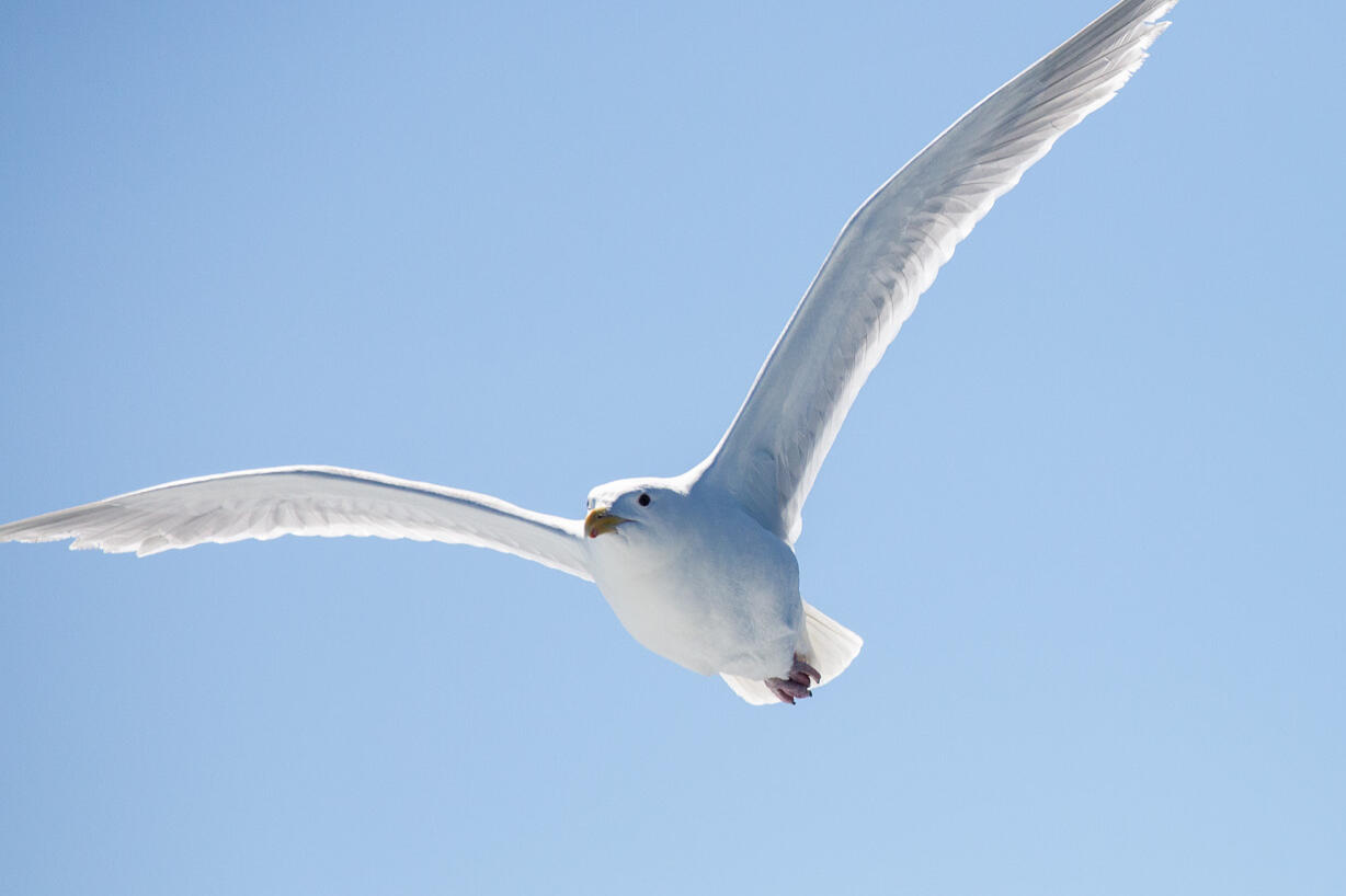 Möwe