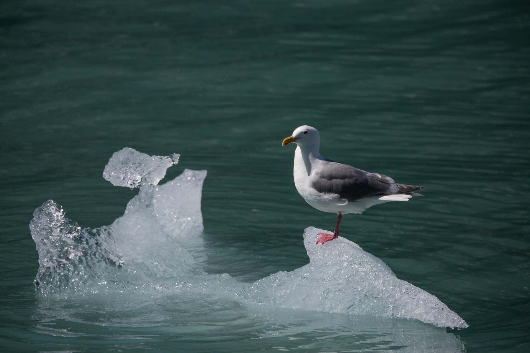 Möwe auf Eis